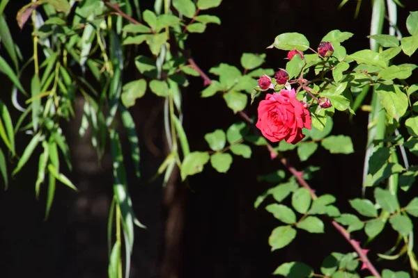 Blossoming Red Rose Conveys Passionate Love Sweetest Way Say Love — Stockfoto