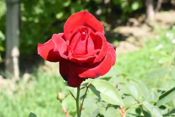 Blossoming Red Rose Conveys Passionate Love Sweetest Way Say Love — Stok fotoğraf