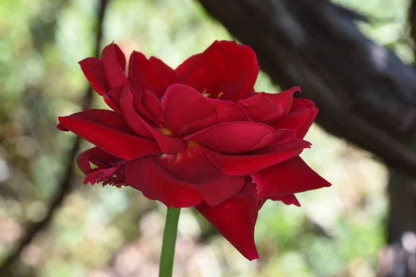 Blossoming Red Rose Conveys Passionate Love Sweetest Way Say Love — Stock Photo, Image