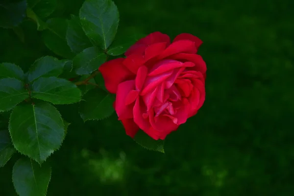 Blossoming Red Rose Conveys Passionate Love Sweetest Way Say Love — Stock Photo, Image