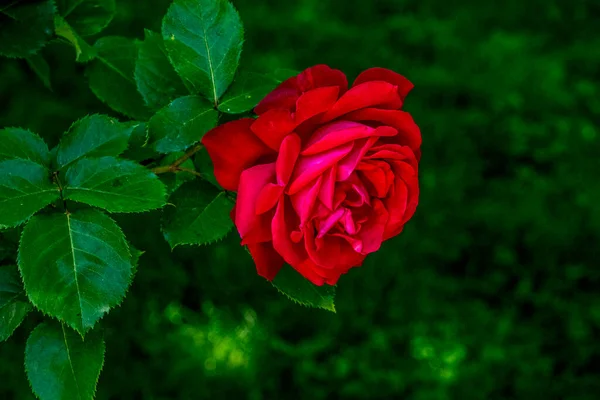 Rose Rouge Fleurie Transmet Amour Passionné Est Façon Douce Dire — Photo
