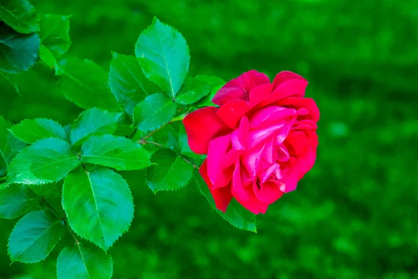 盛开的红玫瑰传达着热烈的爱 我爱你 的最甜蜜的方式 — 图库照片