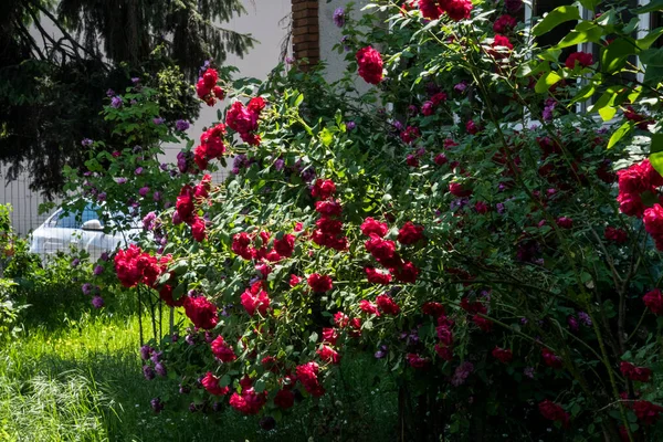 花を咲かせる赤いバラは情熱的な愛を伝え 私はあなたを愛しています — ストック写真