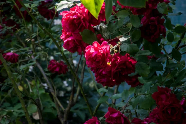 Blossoming Red Rose Conveys Passionate Love Sweetest Way Say Love — Fotografia de Stock