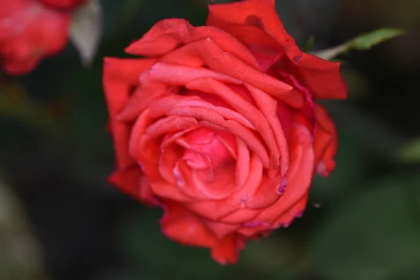 Blossoming Red Rose Conveys Passionate Love Sweetest Way Say Love — Stock Photo, Image