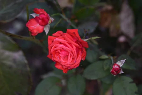 Blossoming Red Rose Conveys Passionate Love Sweetest Way Say Love — Stock Photo, Image