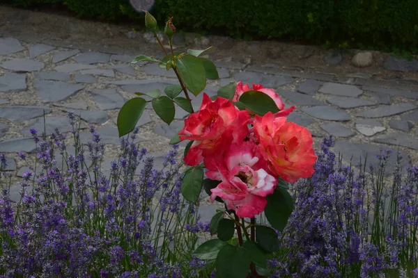 花を咲かせる赤いバラは情熱的な愛を伝え 私はあなたを愛しています — ストック写真