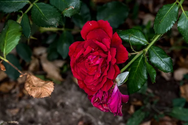 Blossoming Red Rose Conveys Passionate Love Sweetest Way Say Love — Foto de Stock