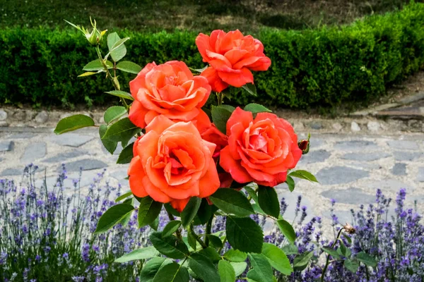 Blossoming Red Rose Conveys Passionate Love Sweetest Way Say Love — ストック写真