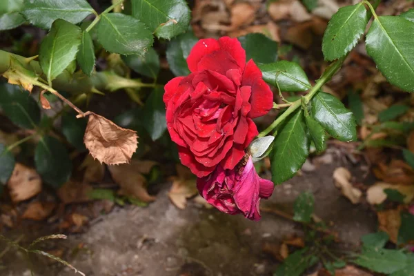 Blossoming Red Rose Conveys Passionate Love Sweetest Way Say Love — ストック写真