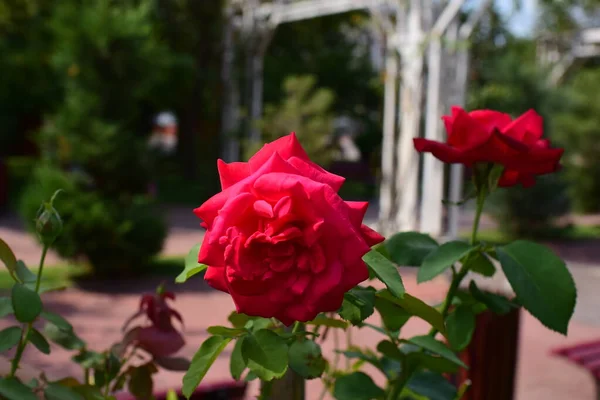 Квітуча Червона Троянда Передає Пристрасне Кохання Найсолодшим Способом Сказати Люблю — стокове фото