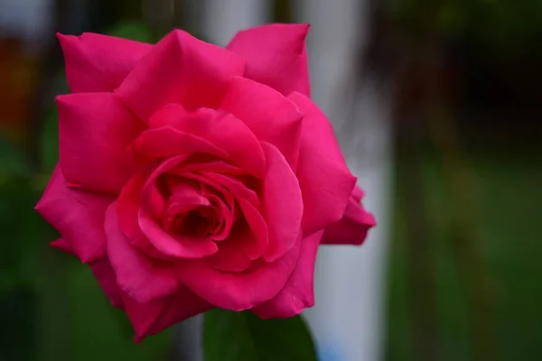 Blossoming Red Rose Conveys Passionate Love Sweetest Way Say Love — Stock Photo, Image