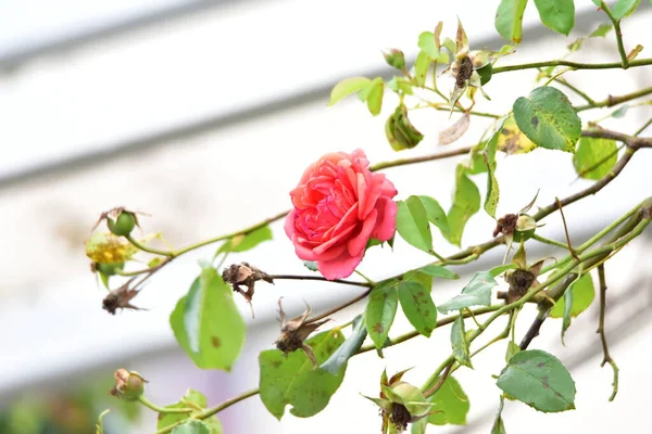 Rosa Roja Flor Transmite Amor Apasionado Forma Más Dulce Decir —  Fotos de Stock