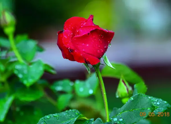 Blossoming Red Rose Conveys Passionate Love Sweetest Way Say Love — Zdjęcie stockowe