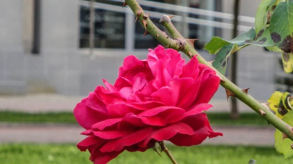 Blossoming Red Rose Conveys Passionate Love Sweetest Way Say Love — ストック写真
