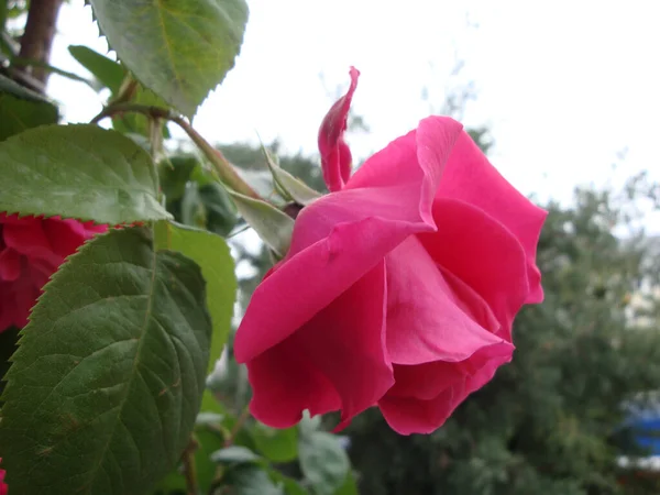 Rosa Roja Flor Transmite Amor Apasionado Forma Más Dulce Decir — Foto de Stock