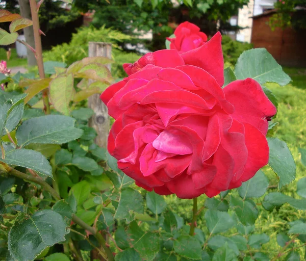 Rosa Roja Flor Transmite Amor Apasionado Forma Más Dulce Decir — Foto de Stock