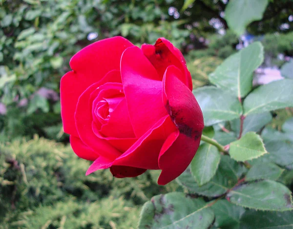 Blossoming Red Rose Conveys Passionate Love Sweetest Way Say Love — Fotografia de Stock