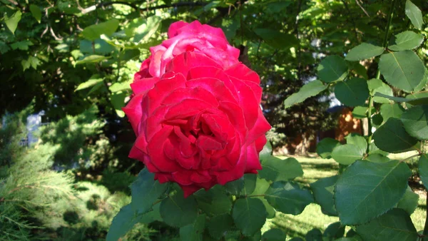 花を咲かせる赤いバラは情熱的な愛を伝え 私はあなたを愛しています — ストック写真