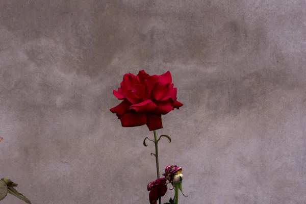 Blossoming Red Rose Conveys Passionate Love Sweetest Way Say Love Лицензионные Стоковые Изображения