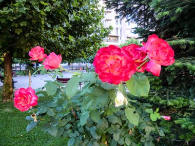 The pink rose means happiness, grace and sweet joy, being the flower of gentle emotions. It also symbolizes femininity, refinement and elegance.