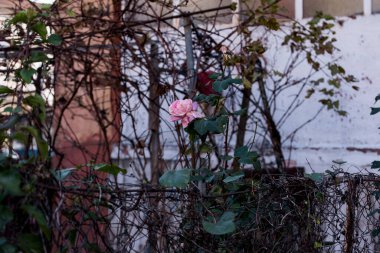 The pink rose means happiness, grace and sweet joy, being the flower of gentle emotions. It also symbolizes femininity, refinement and elegance.