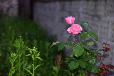 The pink rose means happiness, grace and sweet joy, being the flower of gentle emotions. It also symbolizes femininity, refinement and elegance.