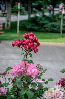 The pink rose means happiness, grace and sweet joy, being the flower of gentle emotions. It also symbolizes femininity, refinement and elegance.