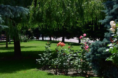 The pink rose means happiness, grace and sweet joy, being the flower of gentle emotions. It also symbolizes femininity, refinement and elegance.