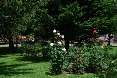The pink rose means happiness, grace and sweet joy, being the flower of gentle emotions. It also symbolizes femininity, refinement and elegance.