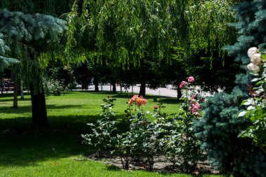 The pink rose means happiness, grace and sweet joy, being the flower of gentle emotions. It also symbolizes femininity, refinement and elegance.