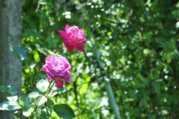 Rosa Rosa Significa Felicidad Gracia Dulce Alegría Siendo Flor Las — Foto de Stock