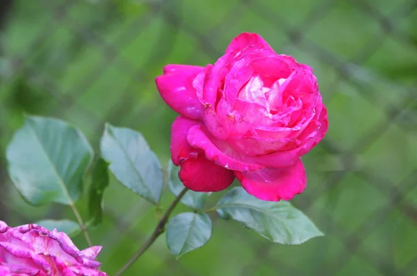 Pink Rose Means Happiness Grace Sweet Joy Being Flower Gentle — Fotografia de Stock