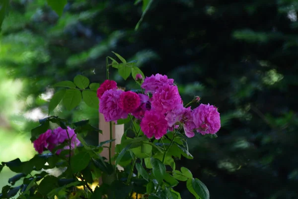 Pink Rose Means Happiness Grace Sweet Joy Being Flower Gentle — стоковое фото