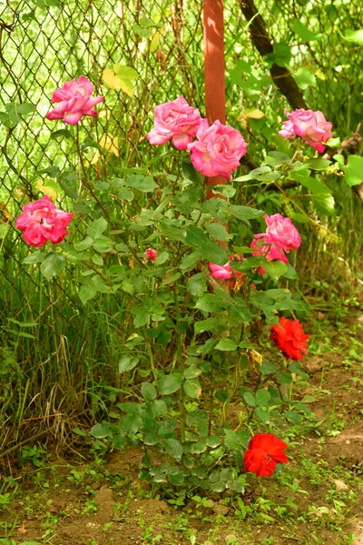 Рожева Троянда Означає Щастя Милість Солодку Радість Будучи Квітом Ніжних — стокове фото
