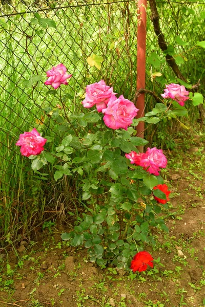 Pink Rose Means Happiness Grace Sweet Joy Being Flower Gentle —  Fotos de Stock