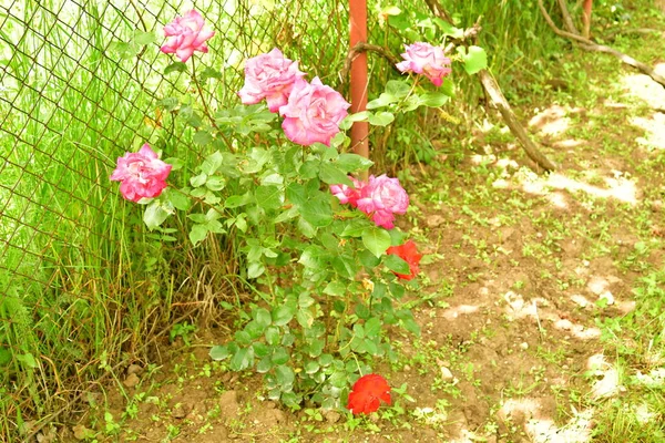 Pink Rose Means Happiness Grace Sweet Joy Being Flower Gentle —  Fotos de Stock