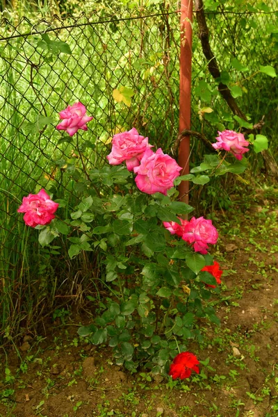 Pink Rose Means Happiness Grace Sweet Joy Being Flower Gentle — Fotografia de Stock