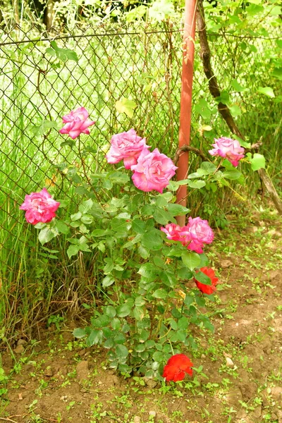 Pink Rose Means Happiness Grace Sweet Joy Being Flower Gentle — ストック写真