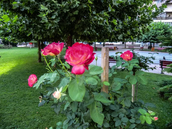 Pink Rose Means Happiness Grace Sweet Joy Being Flower Gentle — Stockfoto