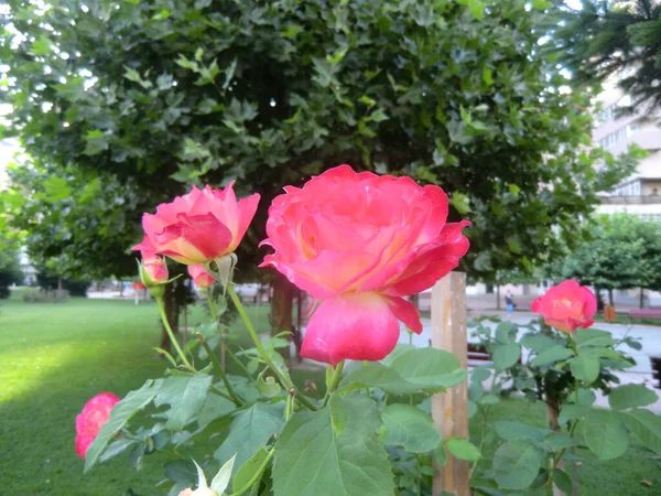 Pink Rose Means Happiness Grace Sweet Joy Being Flower Gentle — Φωτογραφία Αρχείου