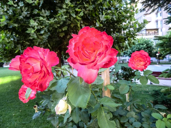 Pink Rose Means Happiness Grace Sweet Joy Being Flower Gentle — Fotografia de Stock