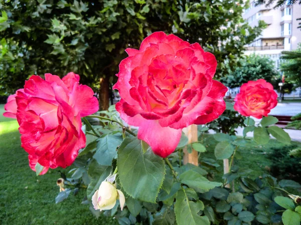 Pink Rose Means Happiness Grace Sweet Joy Being Flower Gentle — Stock Fotó