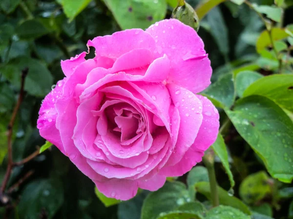 Pink Rose Means Happiness Grace Sweet Joy Being Flower Gentle — Stok fotoğraf
