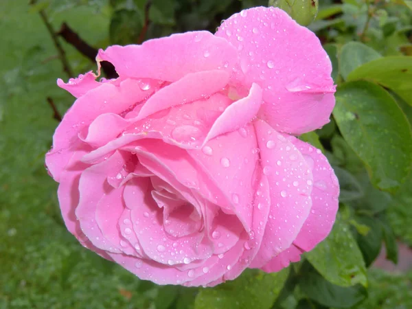 Pink Rose Means Happiness Grace Sweet Joy Being Flower Gentle — Stok fotoğraf