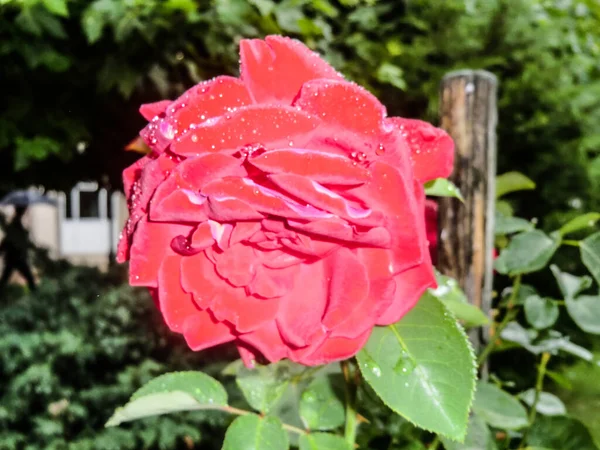 Pink Rose Means Happiness Grace Sweet Joy Being Flower Gentle — Stock Photo, Image