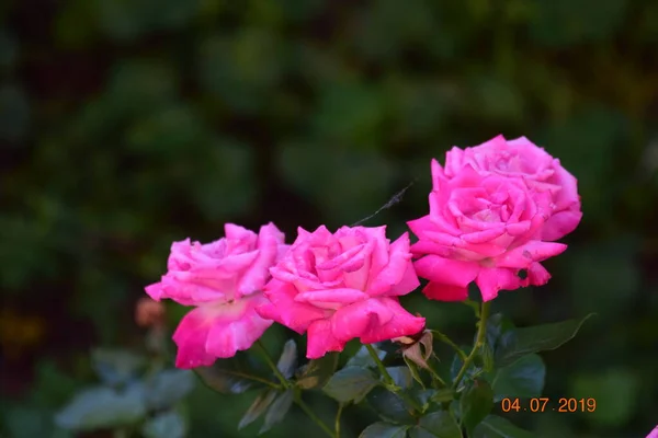 Pink Rose Means Happiness Grace Sweet Joy Being Flower Gentle — стоковое фото