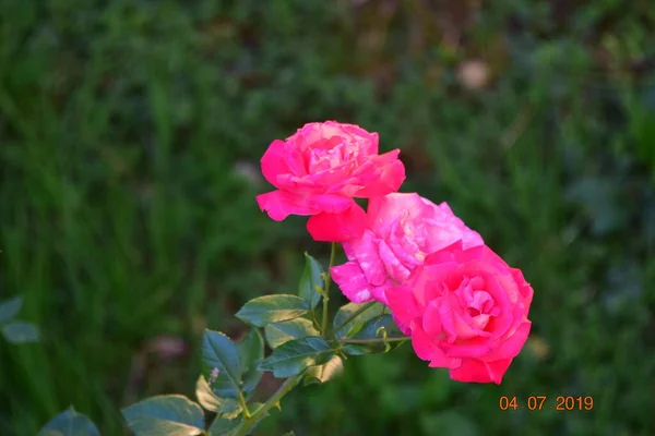 Rosa Rosa Significa Felicidad Gracia Dulce Alegría Siendo Flor Las — Foto de Stock