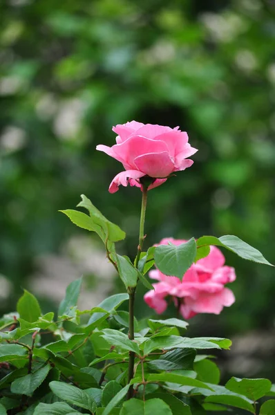 Pink Rose Means Happiness Grace Sweet Joy Being Flower Gentle — Foto Stock