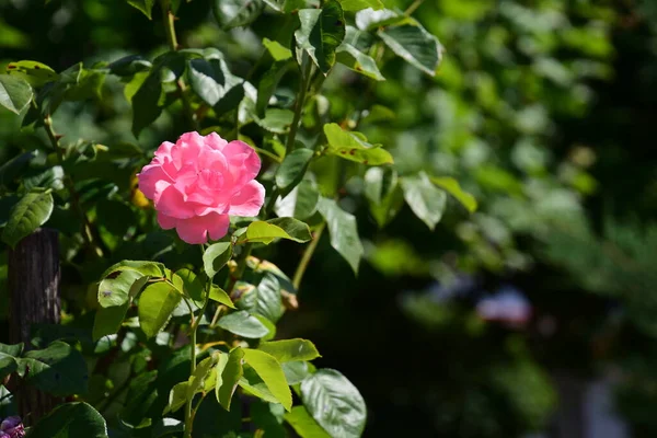 Pink Rose Means Happiness Grace Sweet Joy Being Flower Gentle — Stock fotografie